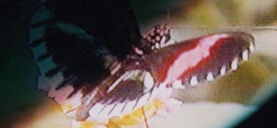 Ch. Krumwiede